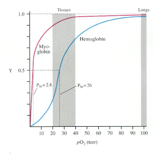 Evolution of Myoglobin and Hemoglobin | Leaders in Pharmaceutical
