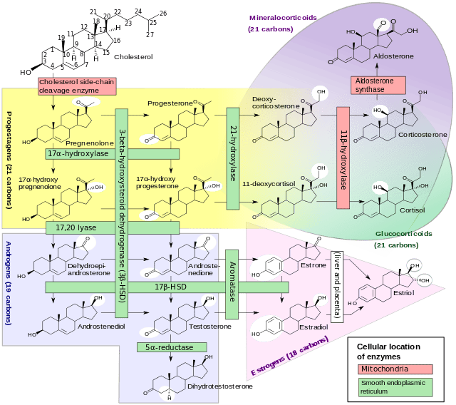 Estrogen And Progestin Overview Sexinfo Online