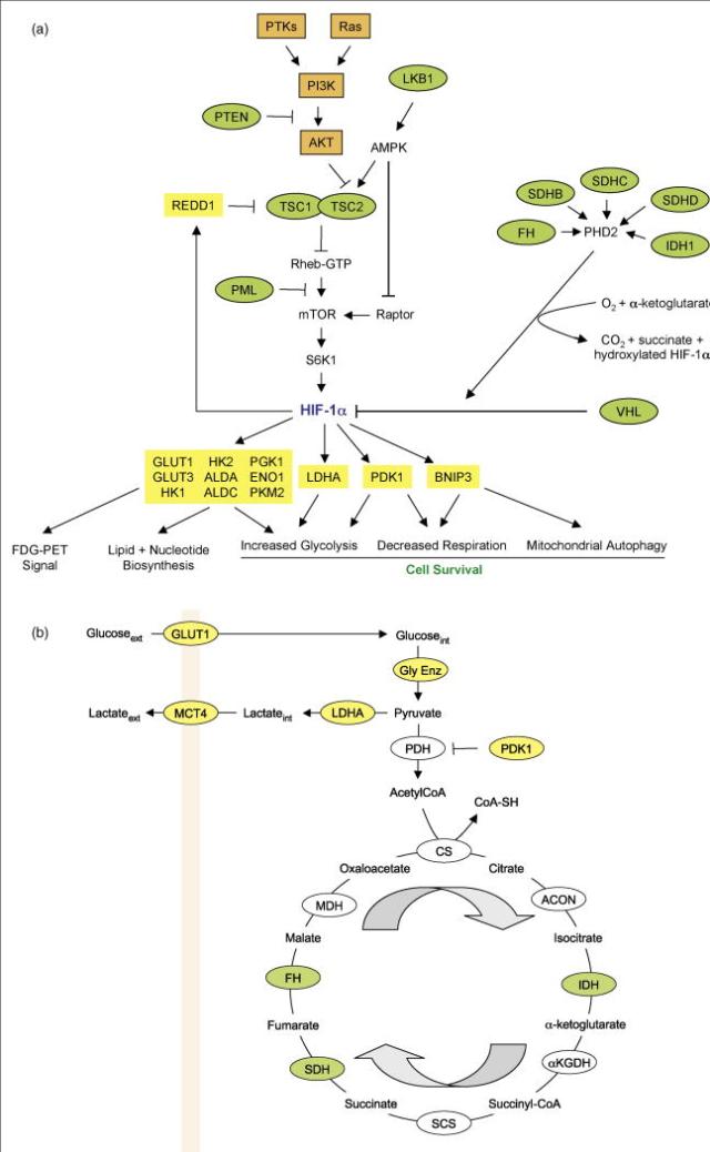 hif-1 on glutathione ncbi Targeting Hypoxia-Inducible Factor-1 (HIF-1) in Cancer: Emerging Therapeutic Strategies and Pathway Regulation Prolyl hydroxylase domain enzymes: important