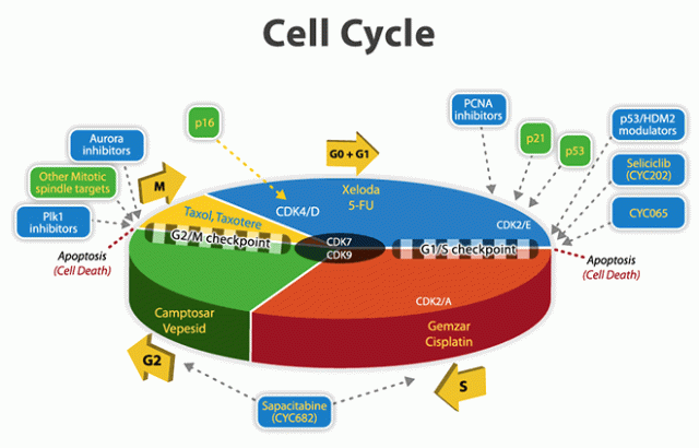 Are Cyclin D and cdk Inhibitors A Good Target for Chemotherapy?