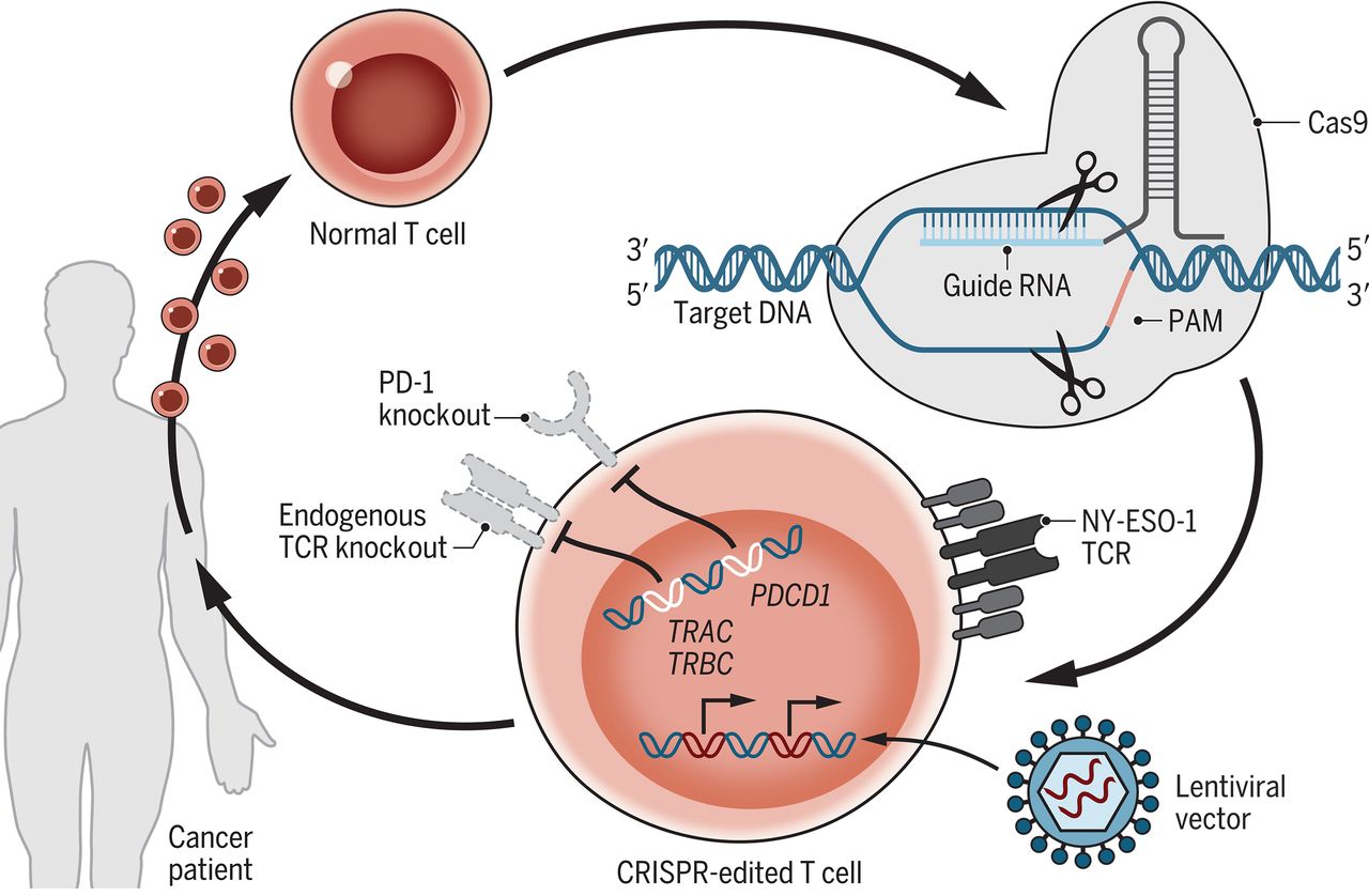 Crispr takes on human trials from UPenn trial Crispr edited T cells